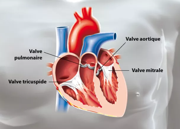 Anatomie De La Valve Cardiaque Humaine Diastole Valve Pulmonaire Valve  Aortique Valve Tricuspide Et Valve Mitrale Vecteurs libres de droits et  plus d'images vectorielles de Valvule pulmonaire - iStock